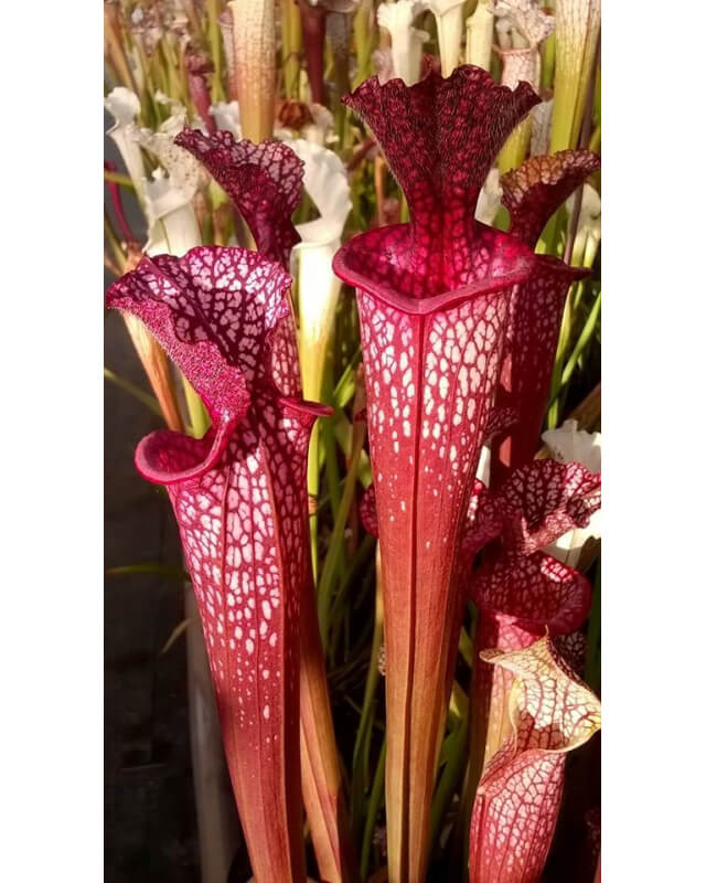 Sarracenia x 'Evan's'-Hybrides Cédric Carnivore's