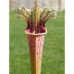 S. "Angel" H92 MK x Timoty King - DG-Sarracenia hybrides
