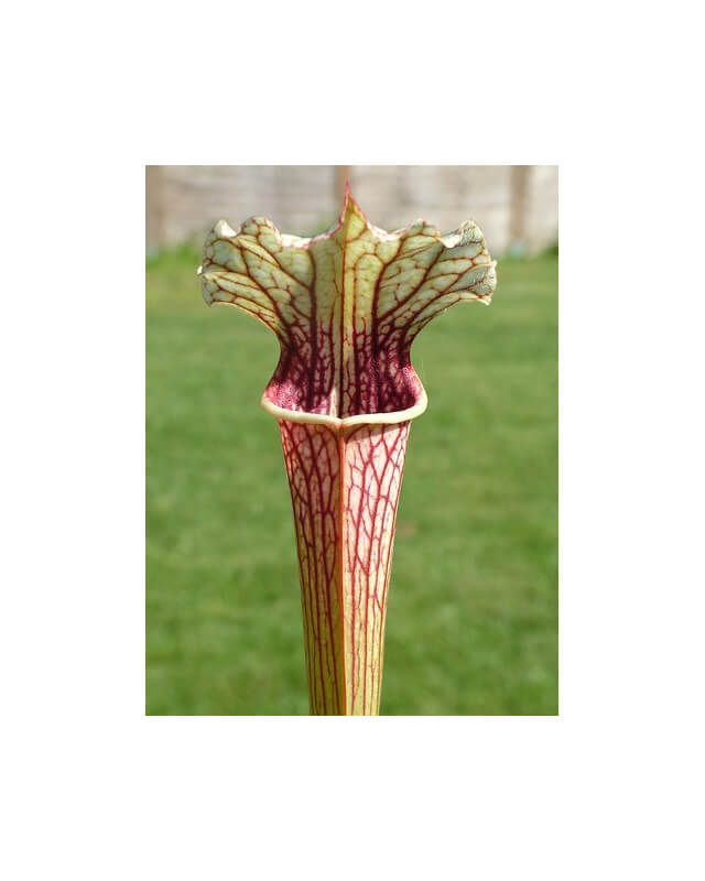 Sarracenia "Pink Eye"-Sarracenia hybrides