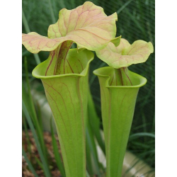 Sarracenia flava var. flava-var. flava
