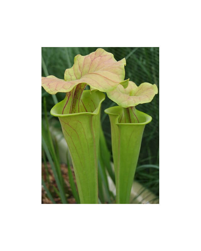 Sarracenia flava var. flava-var. flava