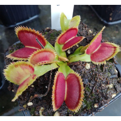Dionaea 'SL seedling'-Dionaea