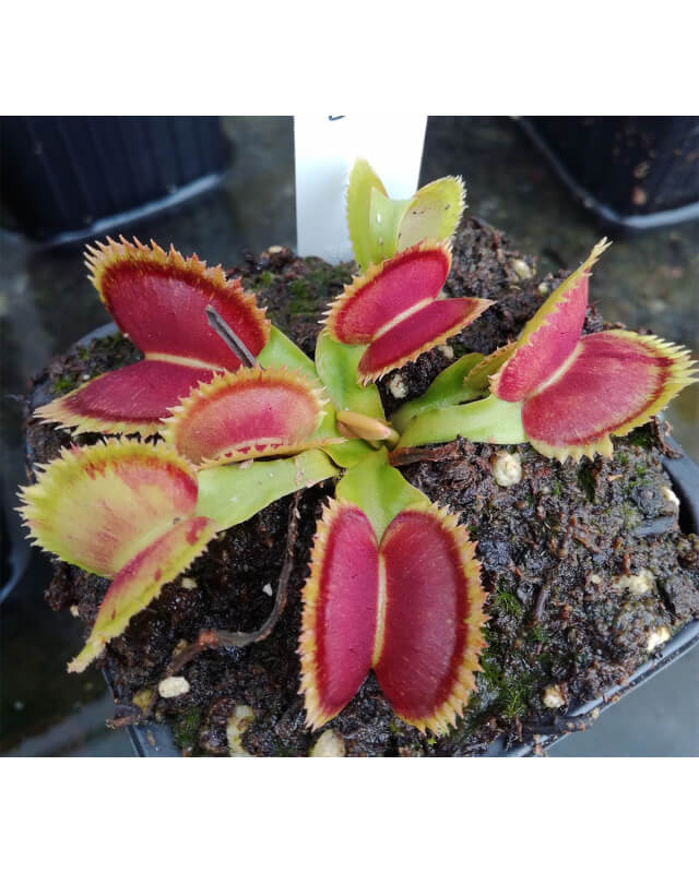 Dionaea 'SL seedling'-Dionaea