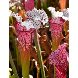 S.rubra ssp gulfensis x S.leucophylla (H72 andy)-Sarracenia hybrides