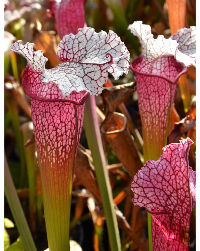S. "Pink Thing"-Sarracenia hybrides