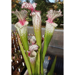 S.Wilkerson's Red -- open pollinated-Sarracenia hybrides
