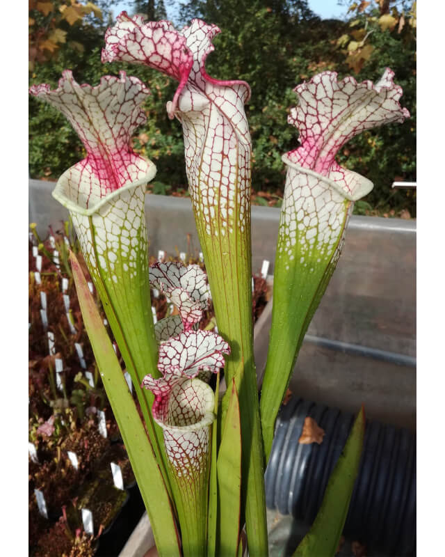 S.Wilkerson's Red -- open pollinated-Sarracenia hybrides