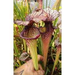 S.x Moorei -- (leucophylla "purple lips" x flava cuprea) (Phil Faulisi hybrid)-Sarracenia x Moorei