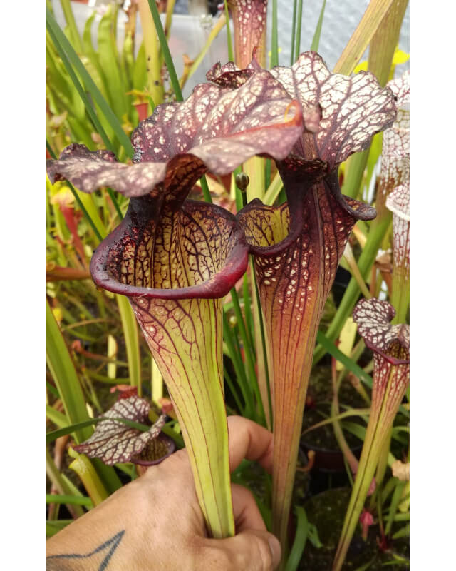 S.x Moorei -- (leucophylla "purple lips" x flava cuprea) (Phil Faulisi hybrid)-Sarracenia x Moorei