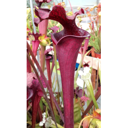 S.x Moorei -- ‘Royal Ruby’-Sarracenia x Moorei