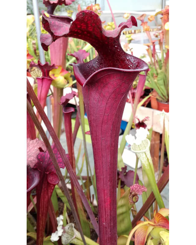 S.x Moorei -- ‘Royal Ruby’-Sarracenia x Moorei