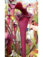 S.x Moorei -- ‘Royal Ruby’