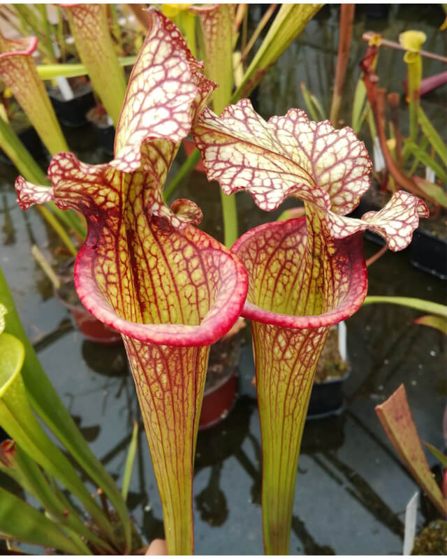 S.x Moorei -- 1, Sunbelle exotics usa