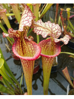 S.x Moorei -- 1, Sunbelle exotics usa