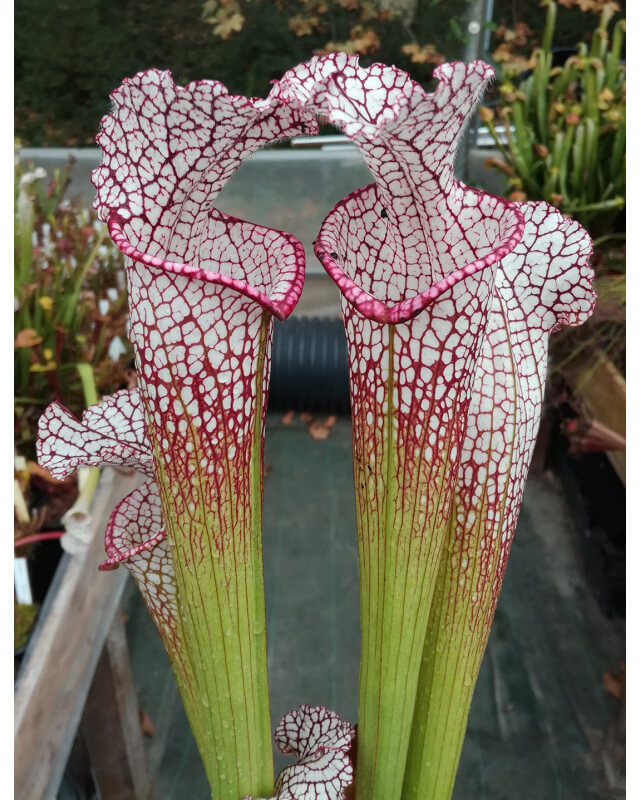 S. leucophylla -- walton, Purple and white pitchers