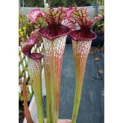 Sarracenia x Moorei -- Wilkerson's white knight x sarracenia leucophylla -- Burgundy-Hybrides Cédric Carnivore's