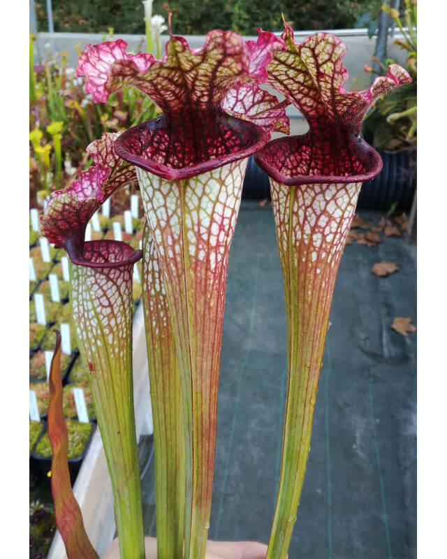 Sarracenia x Moorei -- Wilkerson's white knight x sarracenia leucophylla -- Burgundy-Hybrides Cédric Carnivore's