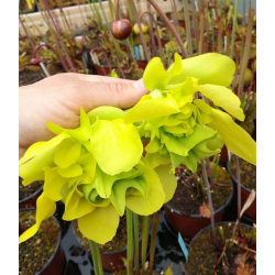 SX48 S.'Citron' x SFO01 S. flava var. ornata (Mutant Flower)-Hybrides Cédric Carnivore's