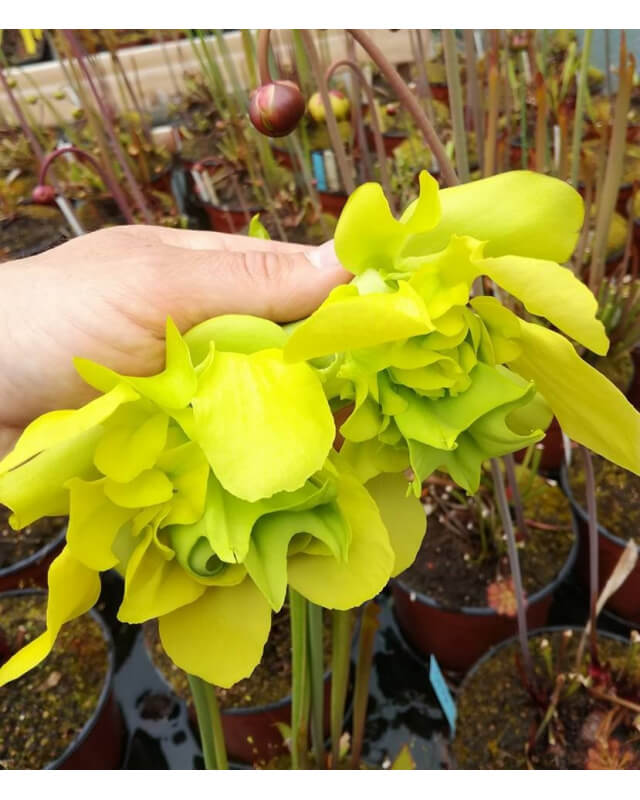SX48 S.'Citron' x SFO01 S. flava var. ornata (Mutant Flower)-Hybrides Cédric Carnivore's