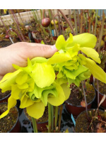 SX48 S.'Citron' x SFO01 S. flava var. ornata (Mutant Flower)