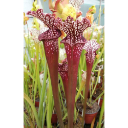 S. leucophylla -- 'Black Sheer' DG-Sarracenia leucophylla