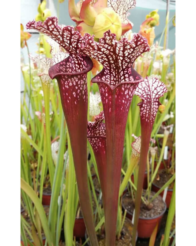 Sarracenia leucophylla -- red/pink-Sarracenia leucophylla