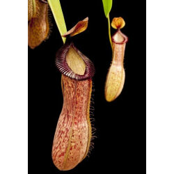 Nepenthes hamata - Lumut - best selected clone: BE-3380-Nepenthes d'altitude