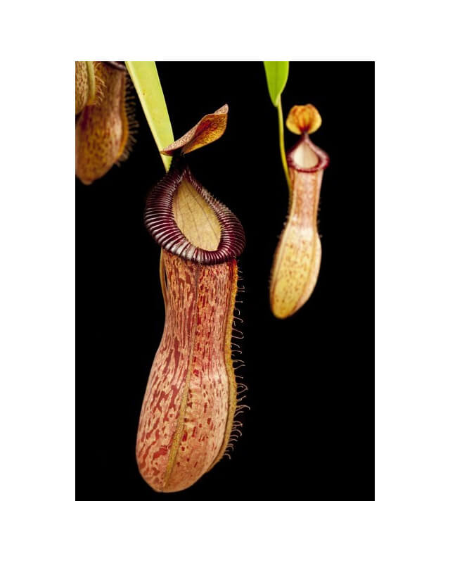Nepenthes ventricosa x hamata BE-3672-Nepenthes d'altitude