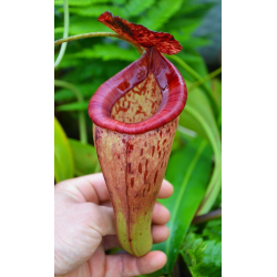 Nepenthes hamata - Lumut - best selected clone: BE-3380-Nepenthes highland