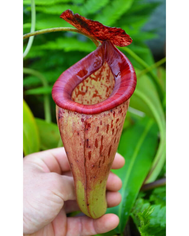 Nepenthes talangensis x glandulifera -- clone sélectionné BE-3665-Nepenthes d'altitude