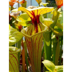 Sarracenia flava var. ornata 'Black veins'-var. ornata