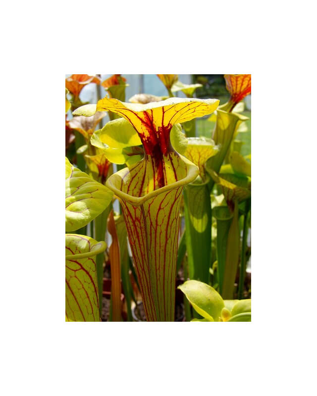 Sarracenia flava var. ornata -- Gulf Coast. Heavy veins,Apalachicola,W,(AH)(F36)-var. ornata