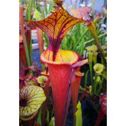 Sarracenia flava var. rubricorpora -- Apalachicola National Forest Park,W, (F58,JA)(F161,MK)-var. rubricorpora