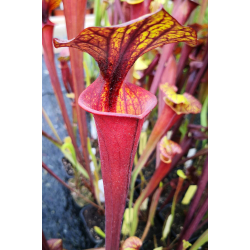 Sarracenia flava var. rubricorpora -- prince george,Co-var. rubricorpora
