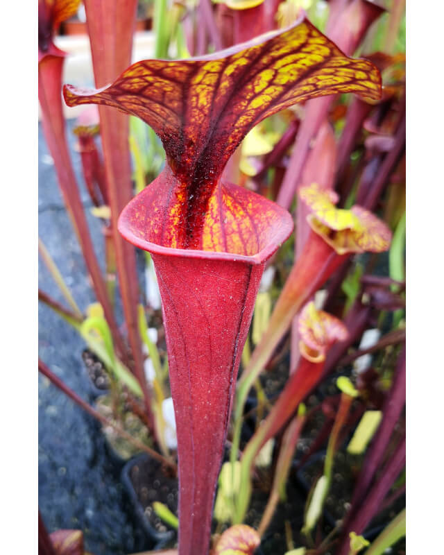 Sarracenia flava var. rubricorpora -- Giant red tube,Apalachicola,W,(F37,JA)(F20,MK)-var. rubricorpora