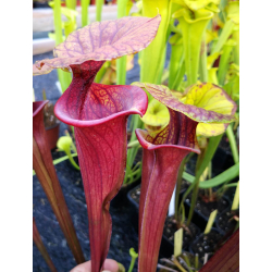 Sarracenia flava var. ornata x S. flava var. atropurpurea -- all red form,Blackwater,W,(PW,F3)(F27c, MK)-Miscellaneous