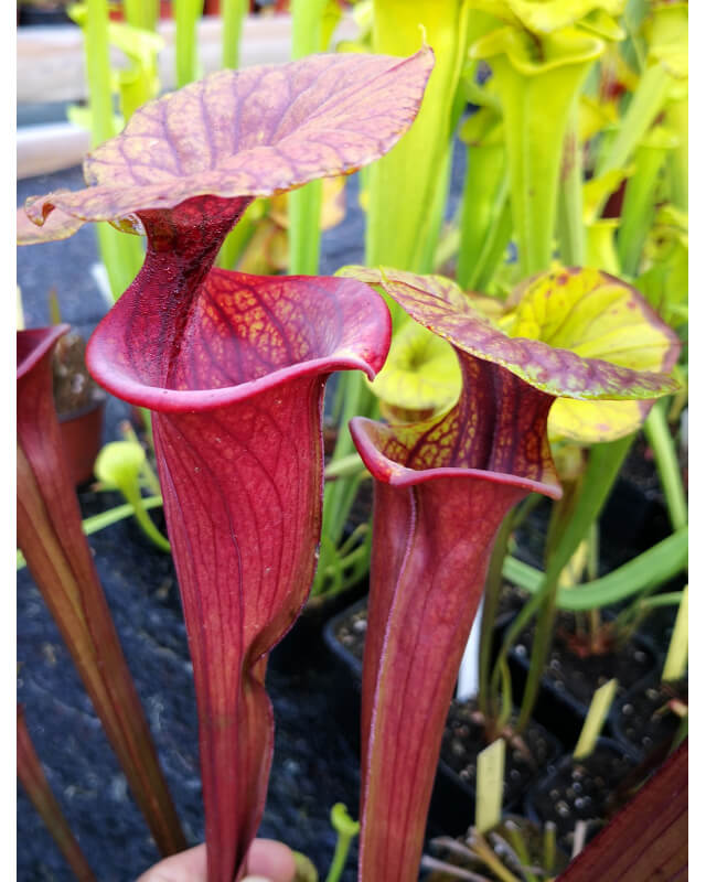 Sarracenia flava var. ornata x S. flava var. atropurpurea -- all red form,Blackwater,W,(PW,F3)(F27c, MK)-Miscellaneous