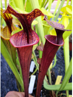 SFX10 S. flava var. rubricorpora x S.flava var. ornata -- Joe Mazrimas cross (aidan SF81)