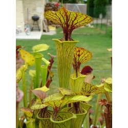 Sarracenia flava var. ornata -- haevy veined Potterton and Martin J.Welham-var. ornata