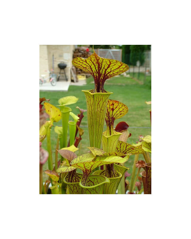 Sarracenia flava var. ornata -- haevy veined Potterton and Martin J.Welham-var. ornata