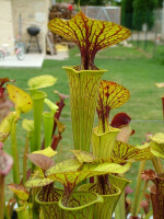 S. flava var. ornata -- haevy veined Potterton and Martin J.Welham