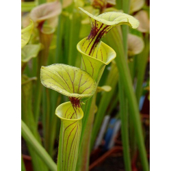 Sarracenia flava var. ornata-var. ornata