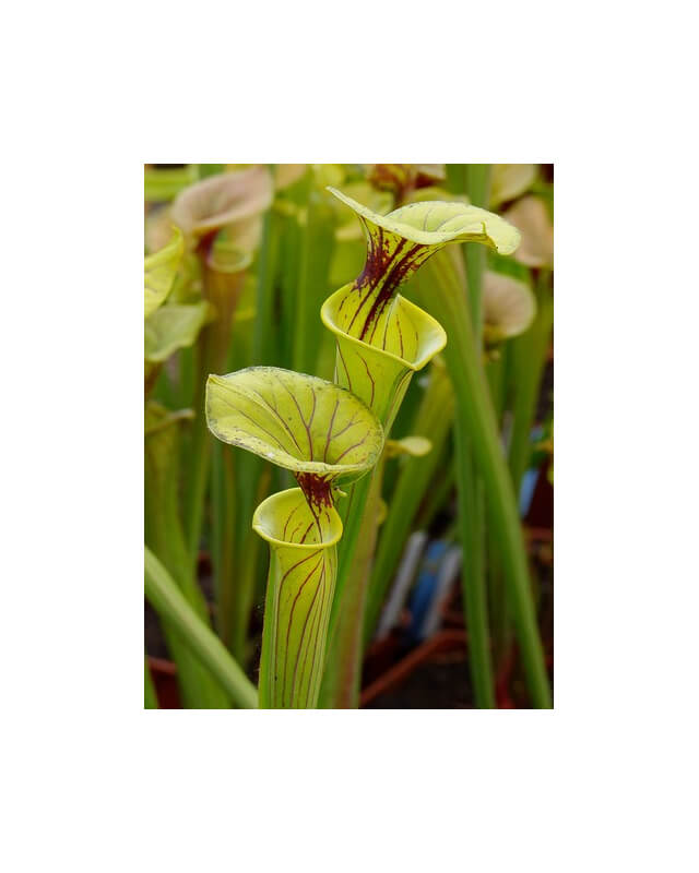 Sarracenia flava var. ornata-var. ornata