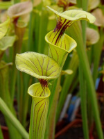 S. flava var. ornata 