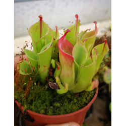 Héliamphora heterodoxa x minor-Heliamphora