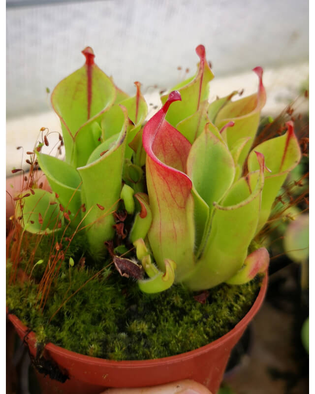 Héliamphora heterodoxa x minor-Heliamphora
