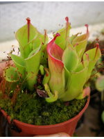 Héliamphora nutans x heterodoxa
