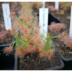 Drosera scorpioides,albany-Drosera pygmées