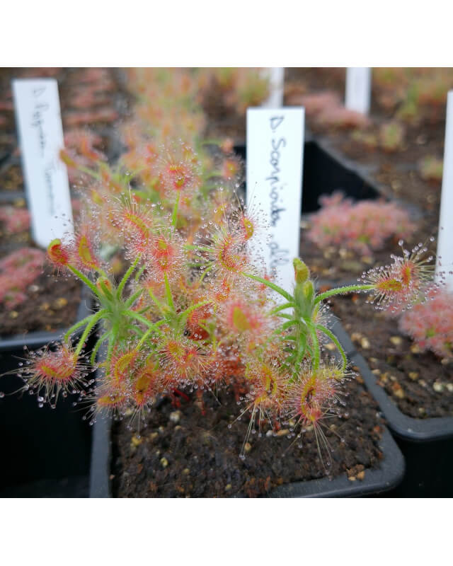 Drosera scorpioides,albany-Drosera pygmées