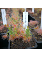 Drosera scorpioides,albany
